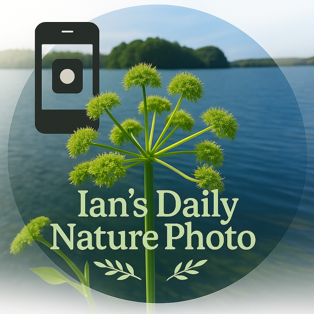 Ian's Daily Nature Photo