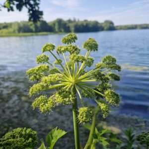 Angelica at Clumber Park