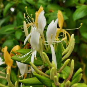 Honeysuckle and day 1 of the challenge