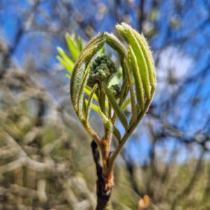 Rowan leaves emerging in The Peaks
