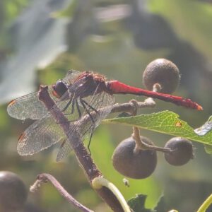Ruddy darter dragonfly on day 1497