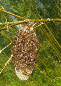 Bee swarm/nest with honeycomb