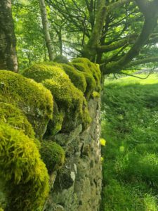 Drystone wall at Padley Gorge