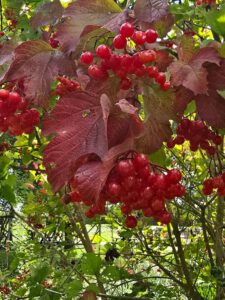 guelder rose