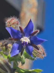 Borage