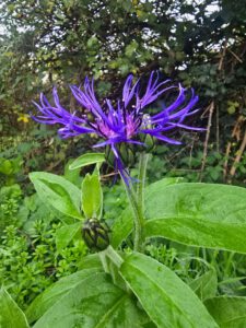 Centaurea