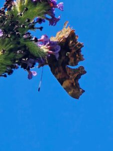 Comma butterfly