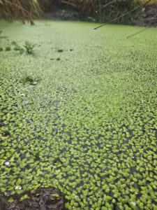 Duckweed