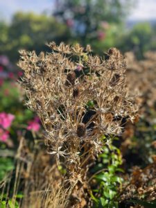 Eryngium seedheads 
