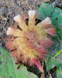 Pale tussock moth caterpillar 