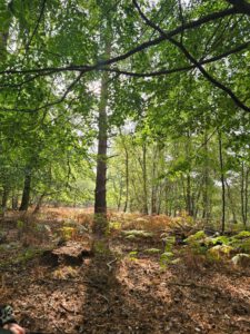 Peaceful woodland 