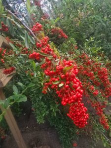 Pyracantha