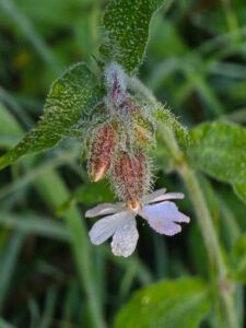 Red campion with dew on early morning