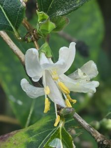 Winter flowering honeysuckle