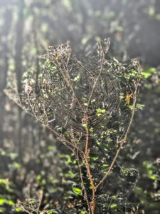 Spider web 